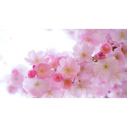 Crème corps fleurs de printemps