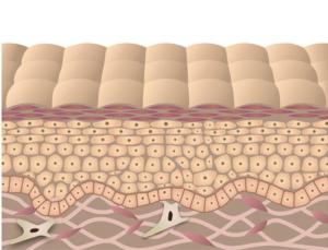 peau-apres-bave-escargot peau-apres-bave-escargot
