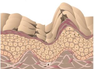 peau-avant-bave-escargot peau-avant-bave-escargot